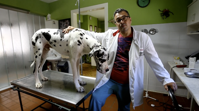 Superheroj Scooby iz Slavonije spašava druge pse svojom krvi