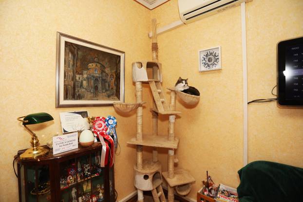 Miško ostaje prvi mačak Grada Rijeke i tijekom mandata Ive Rinčić