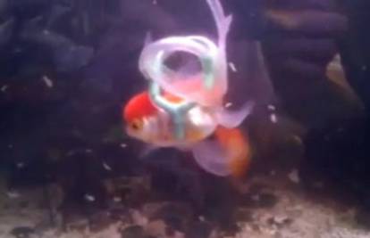 Bolesnoj zlatnoj ribici napravio pojas za spašavanje da ne ugine