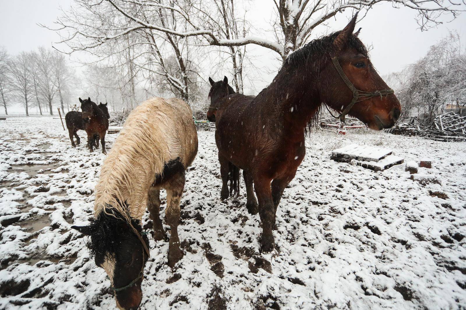 Spasio 16 konja u potresu, ali jedan nije izdržao: Pastuh mi se počeo tresti, srušio se i - uginuo