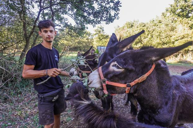 Vodnjan: Za Naj kozu 2025. godine izabrana je koza Jelena, vlasnika Mattea Muškovića 