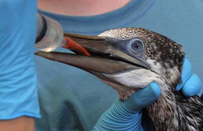 Volonteri spašavaju ptice od naftne mrlje