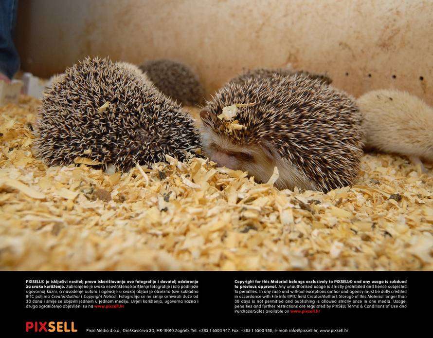 Ivica Galović/PIXSELL