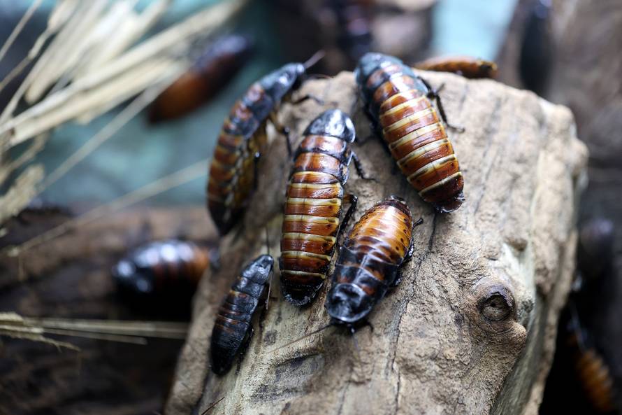 Mimikrija u zagrebačkom ZOO: Zaigrajte igru skrivača s nama!