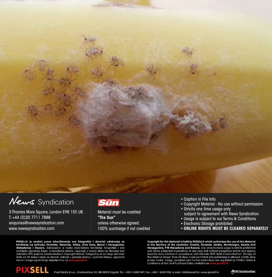 News Syndication/Pixsell