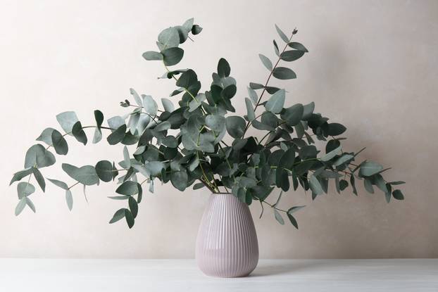 Unesite ove biljke u svoj dom i 'prizovite' novac i blagostanje