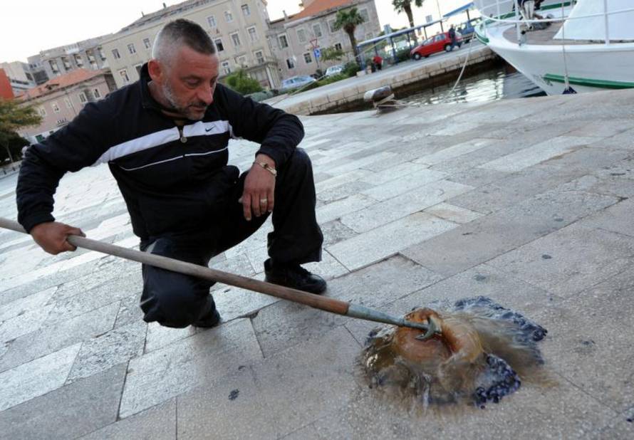 Hrvoje Jelavić/Pixsell