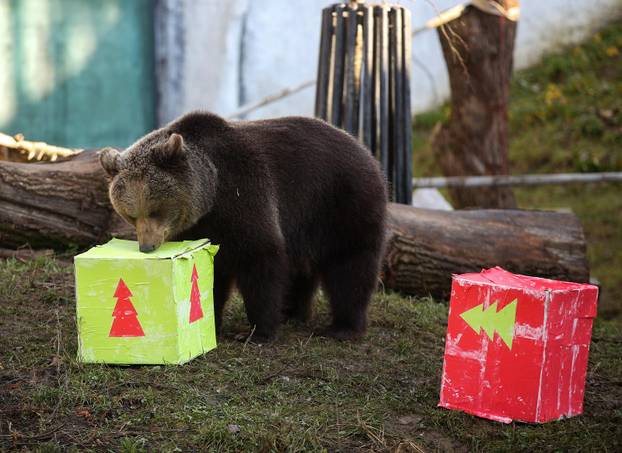 Tradicionalno darivanje životinja u zagrebačkom zoološkom vrtu na Štefanje