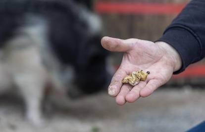 Čuvari istarskih tartufa: 'Deset godina se borimo za očuvanje i onda mi dođu i sve unište...'