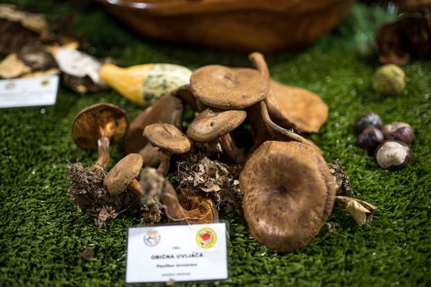 Održana 21. Bučijada i Sajam bučina ulja u Ivanić-Gradu