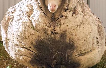 Jedva stajala i hodala: S ovce  skinuli čak 40 kilograma vune