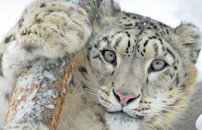 Snježni leopardi prvi put snimljeni u istočnom Tibetu
