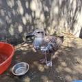 Veterinarka primijetila da ne&scaron;to nije u redu s galebom. Ne&cacute;ete vjerovati &scaron;to je progutao