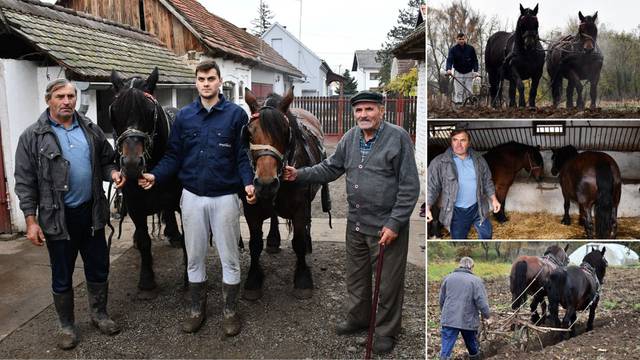 Obitelj Dugaja iz Čađavice još ore 'po starinski': S konjima na dan prijeđemo 15-ak kilometara