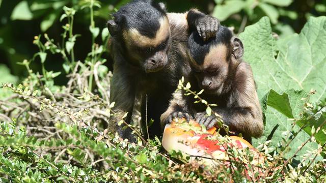 Zagreb: Stanovnici ZOO-a dobili ledene poslastice i tuširanje