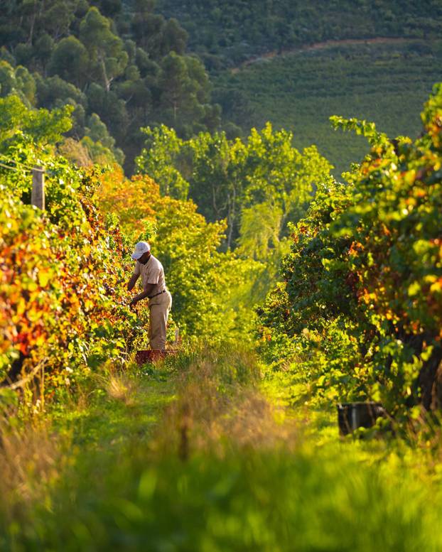 Luksuzni hotel između planina i vinograda nudi romantiku, mir i veličanstveno uređen interijer