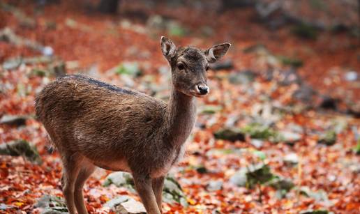 FOTO Pogledajte jesensku bajku u Gorskom kotaru: Raskoš boja i jeleni kao prava razglednica