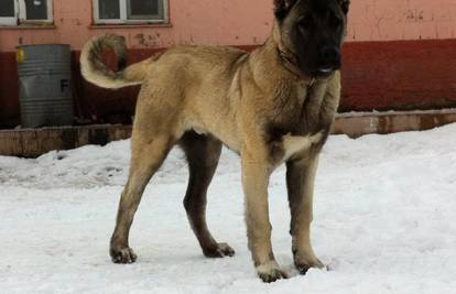 Karabash: Pouzdan pas čuvar! Zanimljivosti o 'crnoglavima'