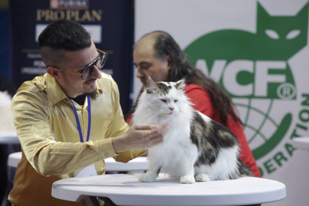 Rijeka: Međunarodna izložba mačaka