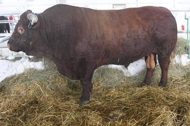 Gudovac: Bik Ogulin teži čak 1.196 kilograma