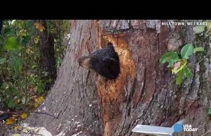 Akcija spašavanja: Medvjedići ušli u deblo, ali nisu mogli izaći