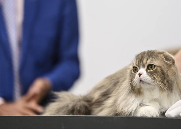 Zagreb: Međunarodna izložba mačaka WCF Cat Olimpia 2025