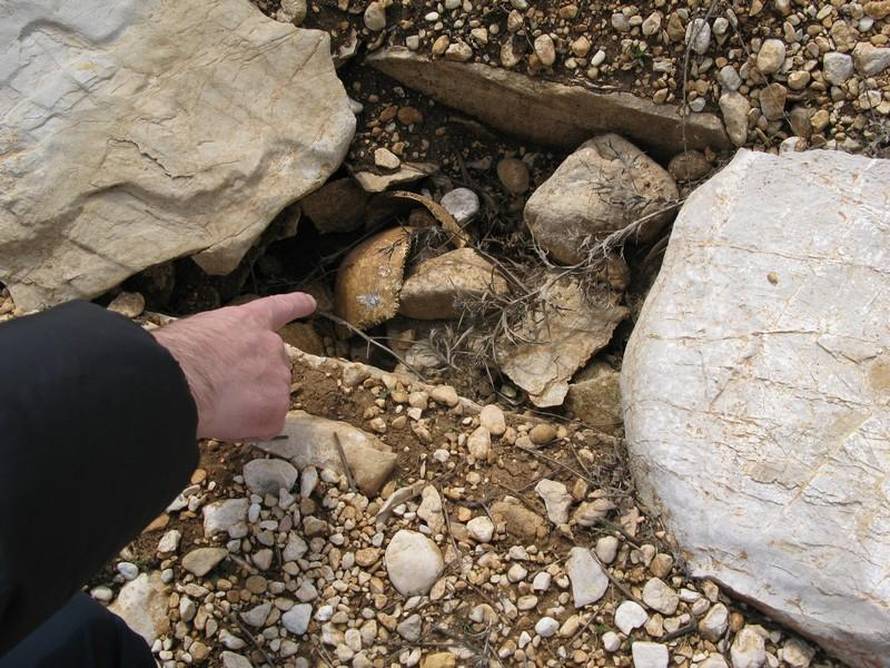 Vedrana Bekavac Šuvar