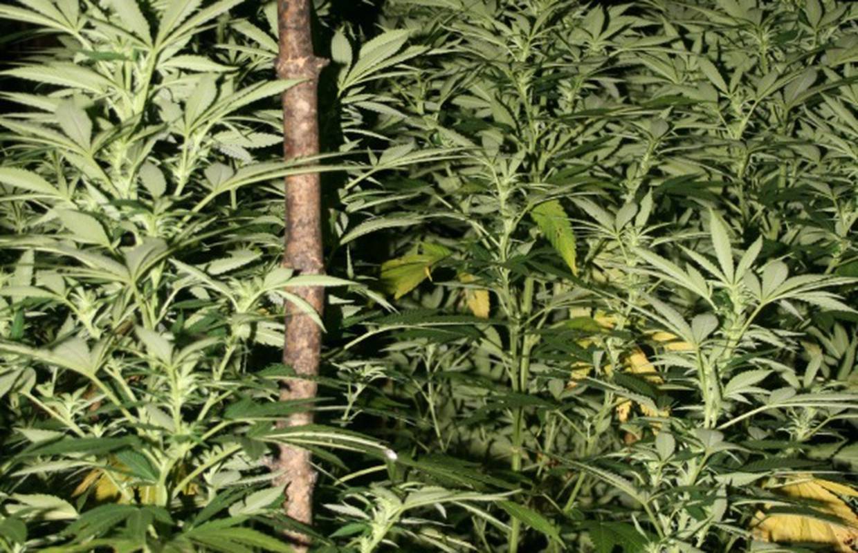 Splitska policija je uhitila dilera s 27,5 kilograma marihuane