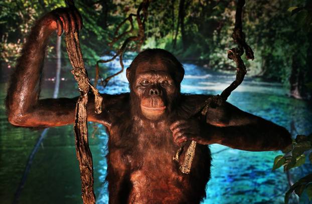 U muzeju je izložena replika majmuna koji je hodao Zemljom prije 11.6 milijuna godina