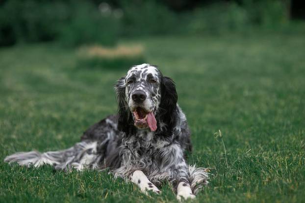 FOTO Psi koji obožavaju vodu!