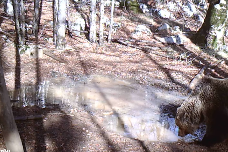 Gu&zcaron;va na Velebitu: Jedna lokva, desetak divljih gostiju