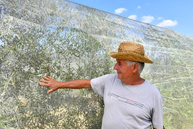 Tuscany's famed wine and olive oil industry suffers from heatwave