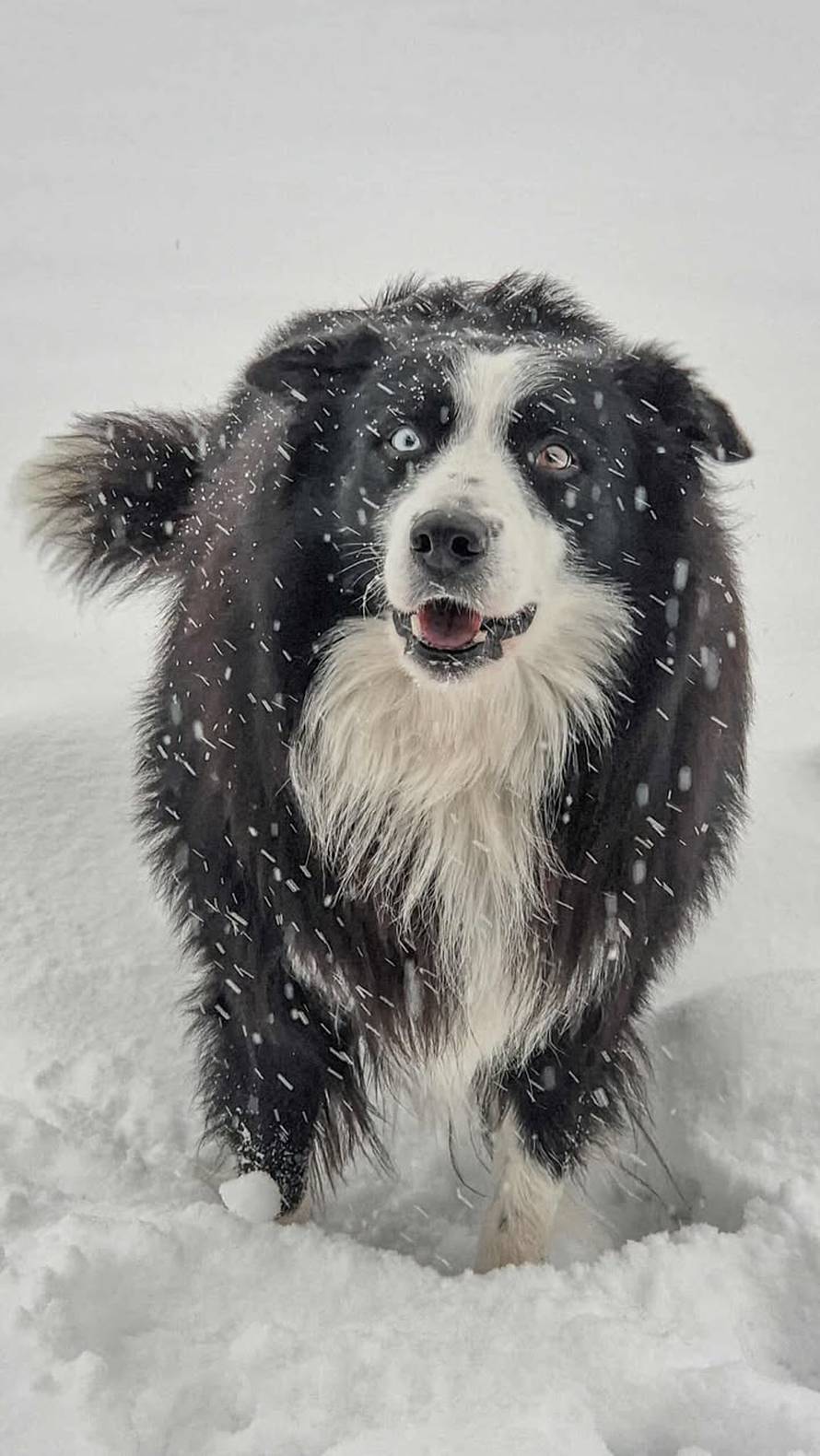 Općinska komunalka sama 'izlopatala' snijeg sa staze: 'Nema nikakve drame u tome'