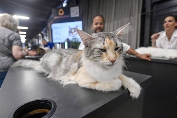 Zagreb: Međunarodna izložba mačaka WCF Cat Olimpia 2025