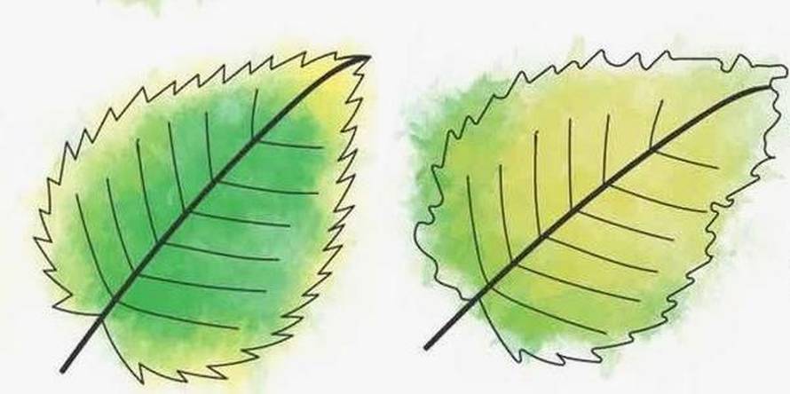 Što se dogodilo vašoj biljci? Saznajte i reagirajte na vrijeme