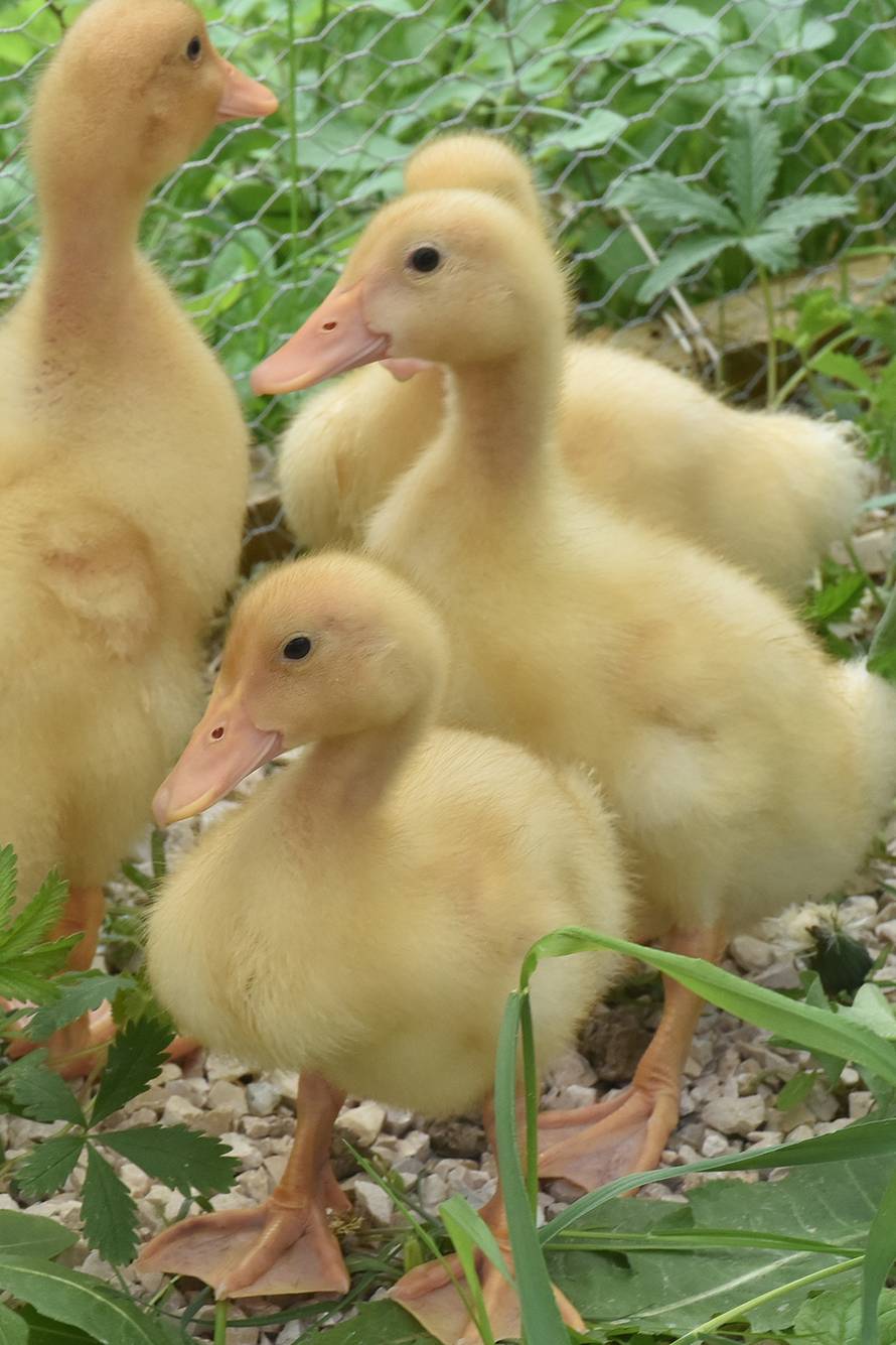 Kupila patke i spasila ih od lonca, a čuvaju ih psi iz azila