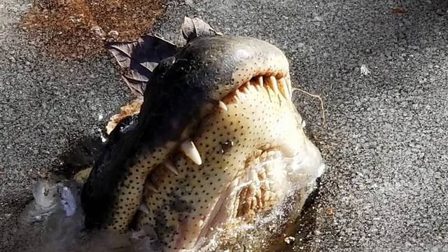 'Zaledili se' da bi preživjeli: Aligatore led štiti od jake zime