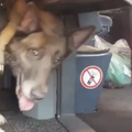 Pas pronašao 50.000 cigareta u pokušaju krijumčarenja preko granice između Srbije i Hrvatske