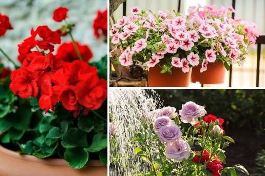 Popularne za balkon i vrt: Evo koje 'trikove' morate znati za pelargonije, petunije i ruže