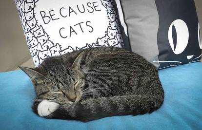 Za sve prave mačkoljupce: U New Yorku otvoren cat cafe