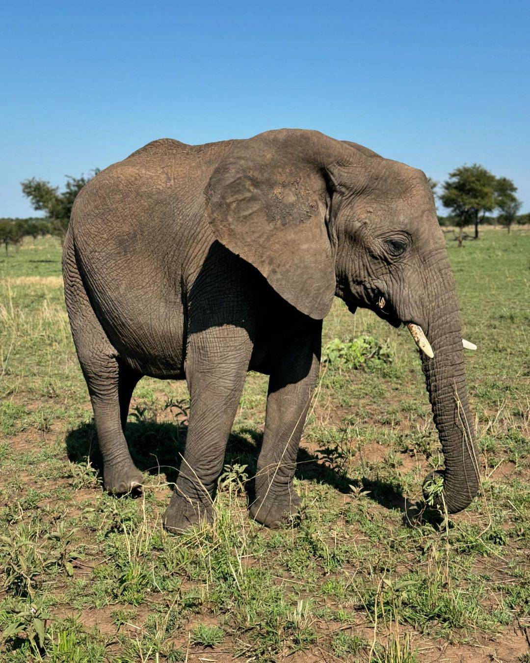 Maja Šuput gušta u divljini: Evo koliko košta jedna noć u Africi