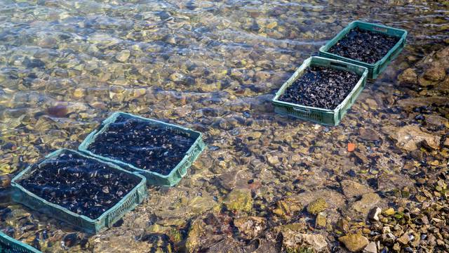 Uzgoj školjaka u Malostonskom zaljevu