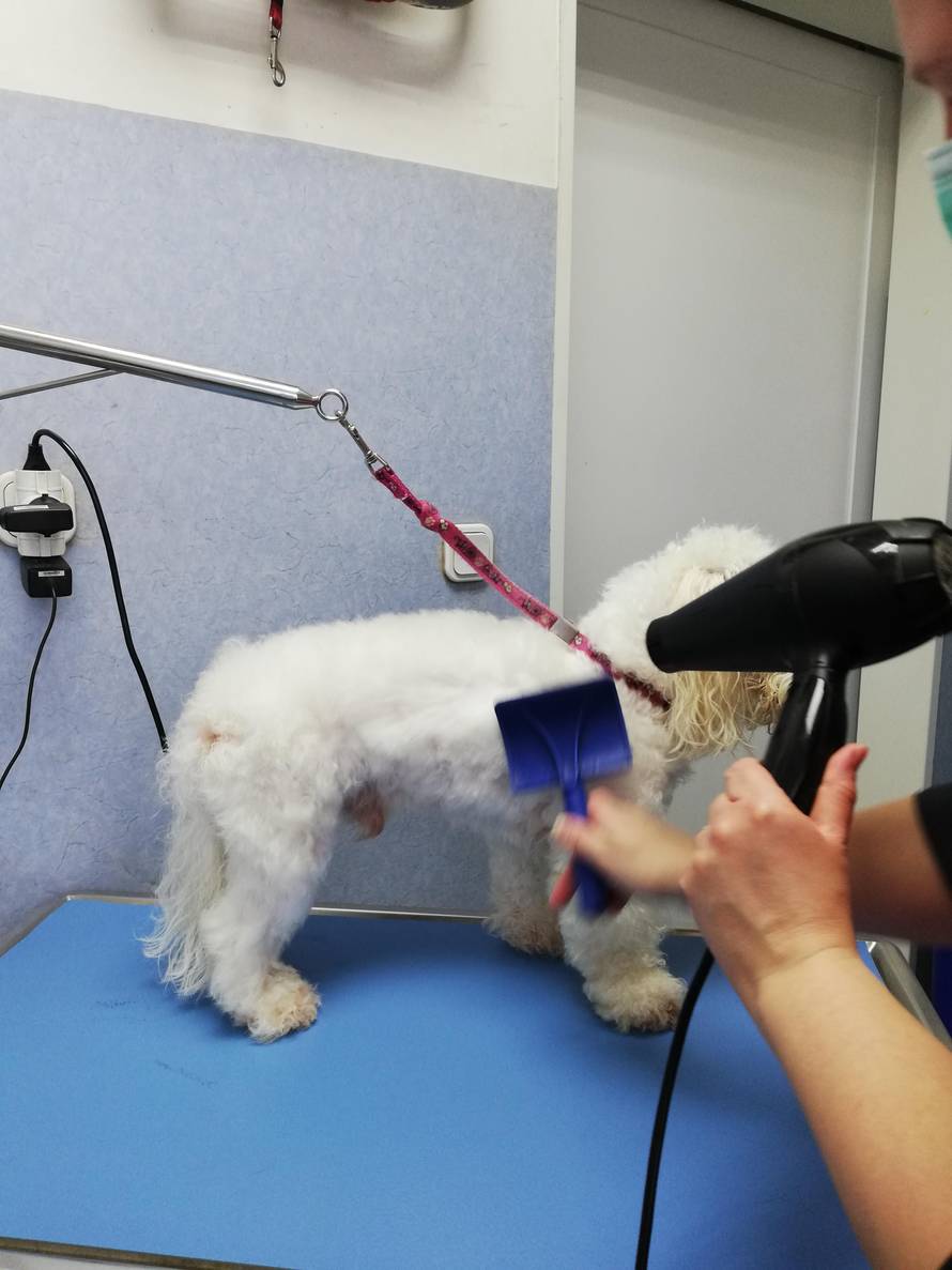 Psi zapetljani u koroni, saloni su popunjeni skoro do lipnja