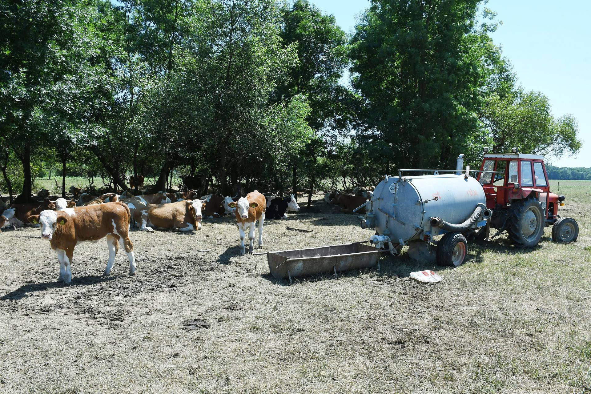 Stočarima u Osekovu uginulo 58 krava