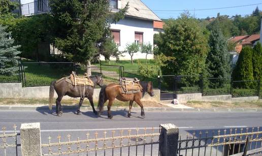 Uzeli pauzu: Konji pobjegli od vlasnika i prošetali ulicama