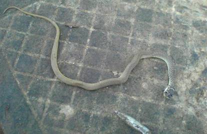 Usred siječnja u Kninu čitatelj  našao i ubio zmiju