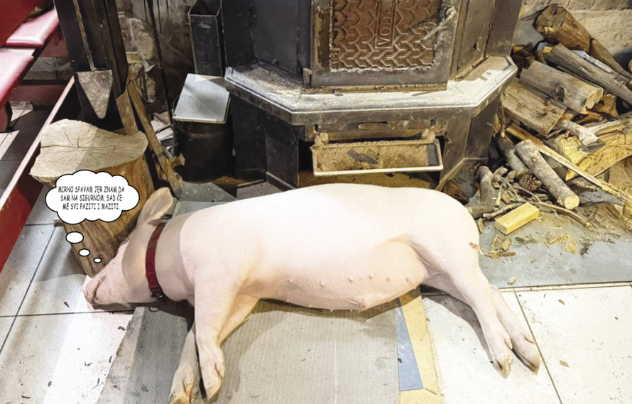 Oteli pa vratili praščića? 'Hvala svima, Gucci se vratio kući...'