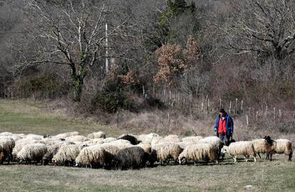 Šibenik: Stado ovaca na ispaši