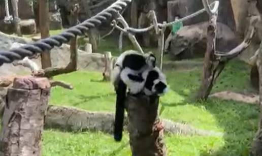 Zagreba&ccaron;ka &ccaron;upavouha lemurica u&zcaron;iva u Brazilu s de&ccaron;kom &Ccaron;ehom