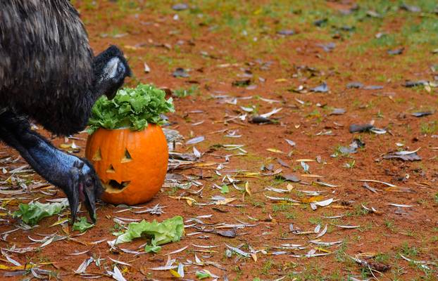 Životinje u zagrebačkom ZOO-u dobile bundeve